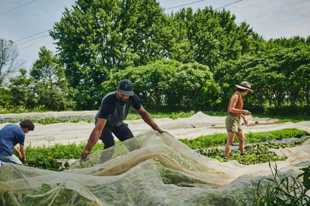 Couverture flottante et filet anti-insectes équipement agricole