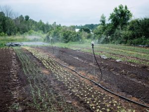 Irrigation System for small farm