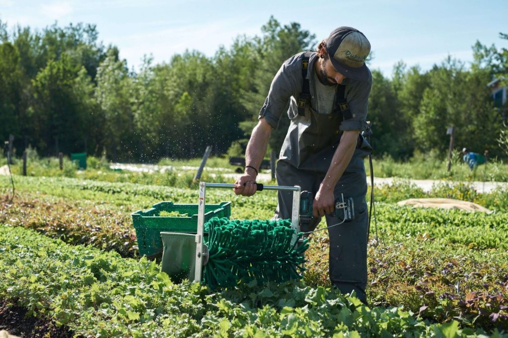 Récolteuse à verdurettes équipement agricole pour petite ferme