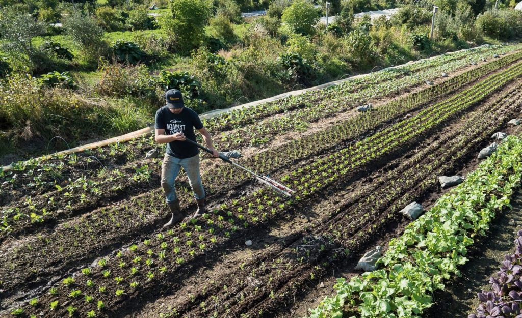 Herse étrille équipement agricole