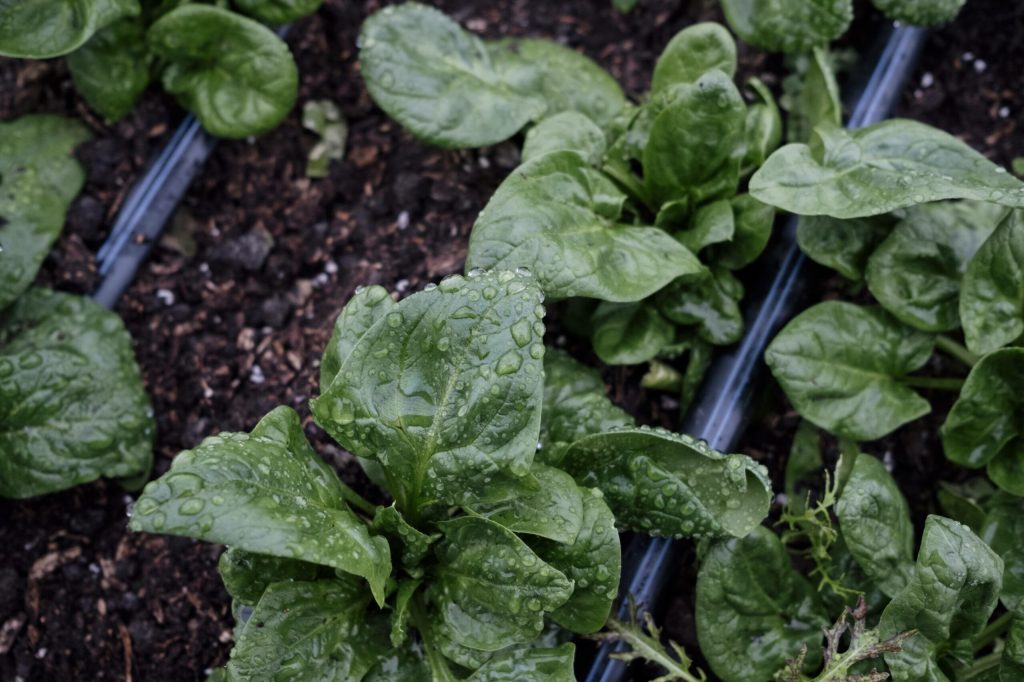 irrigation serre