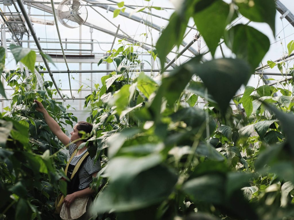 Production de légumes en serre