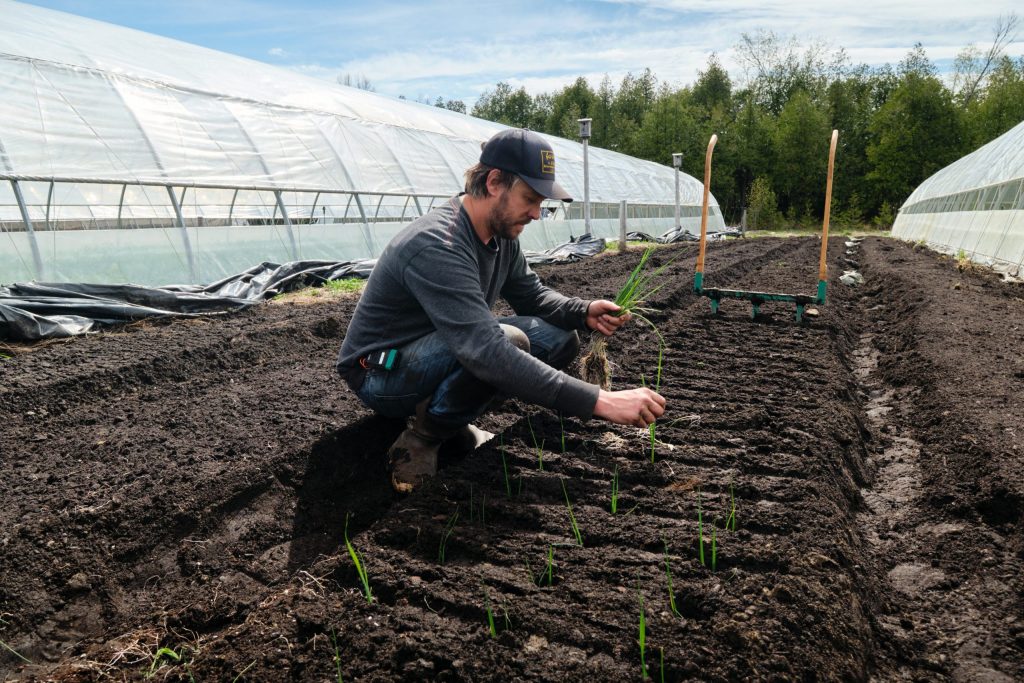 Jean-Martin Fortier transplante des poireaux