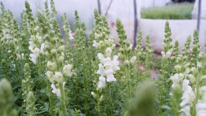 Hardy annuals -Main flower categories 