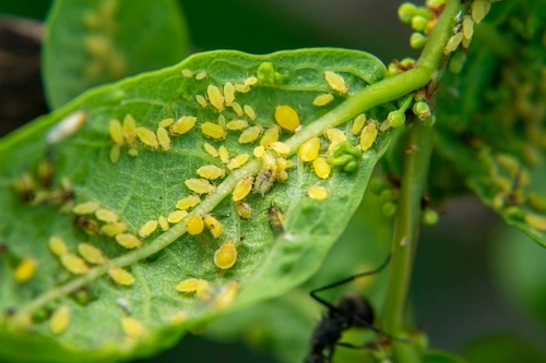 Pests and diseases on a flower farm