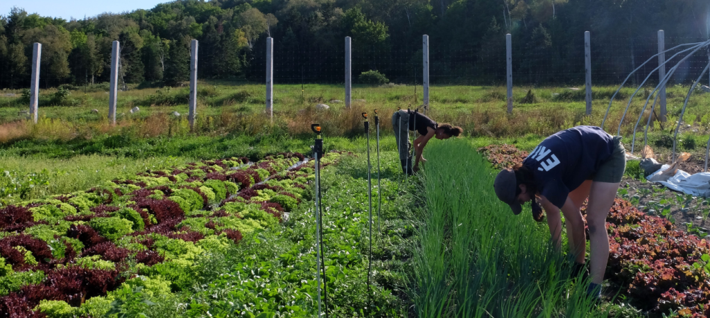 gestion des mauvaises herbes