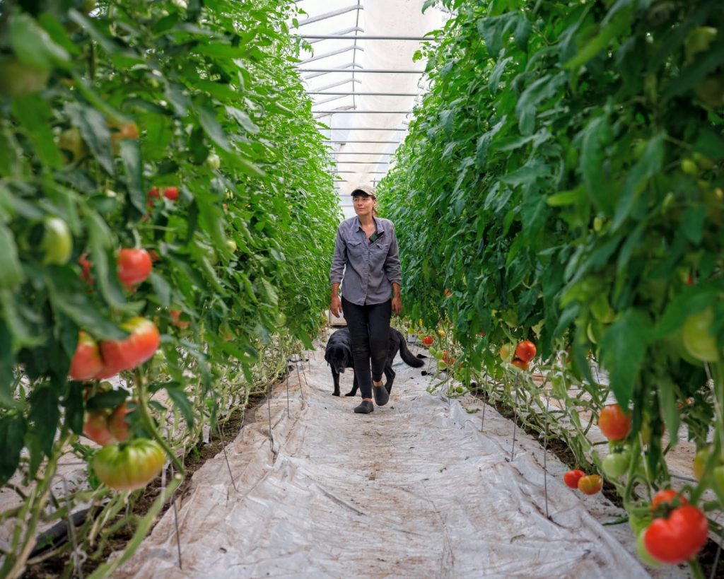 Travail en serre de tomate
