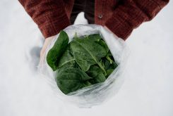 Winter Spinach