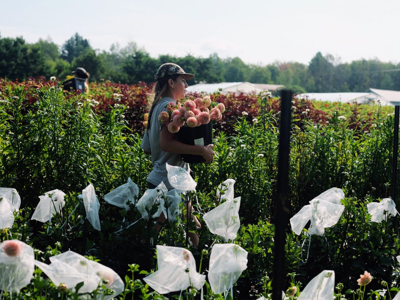 démarrer une ferme florale