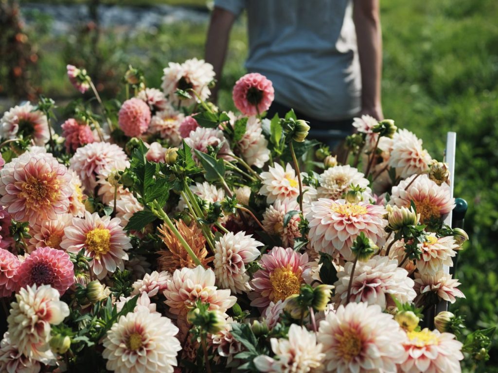 catégories de fleurs