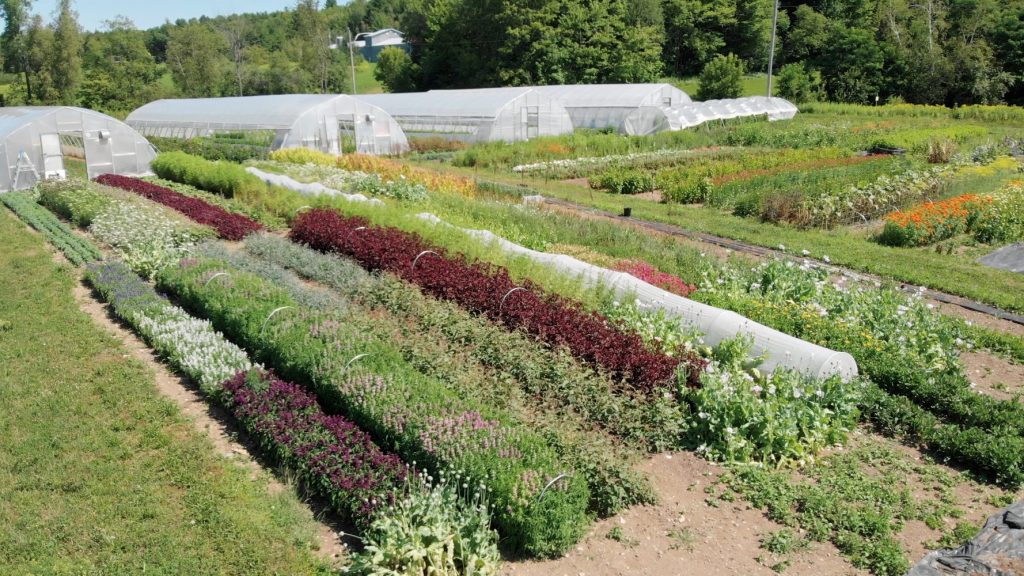 démarrer une ferme florale