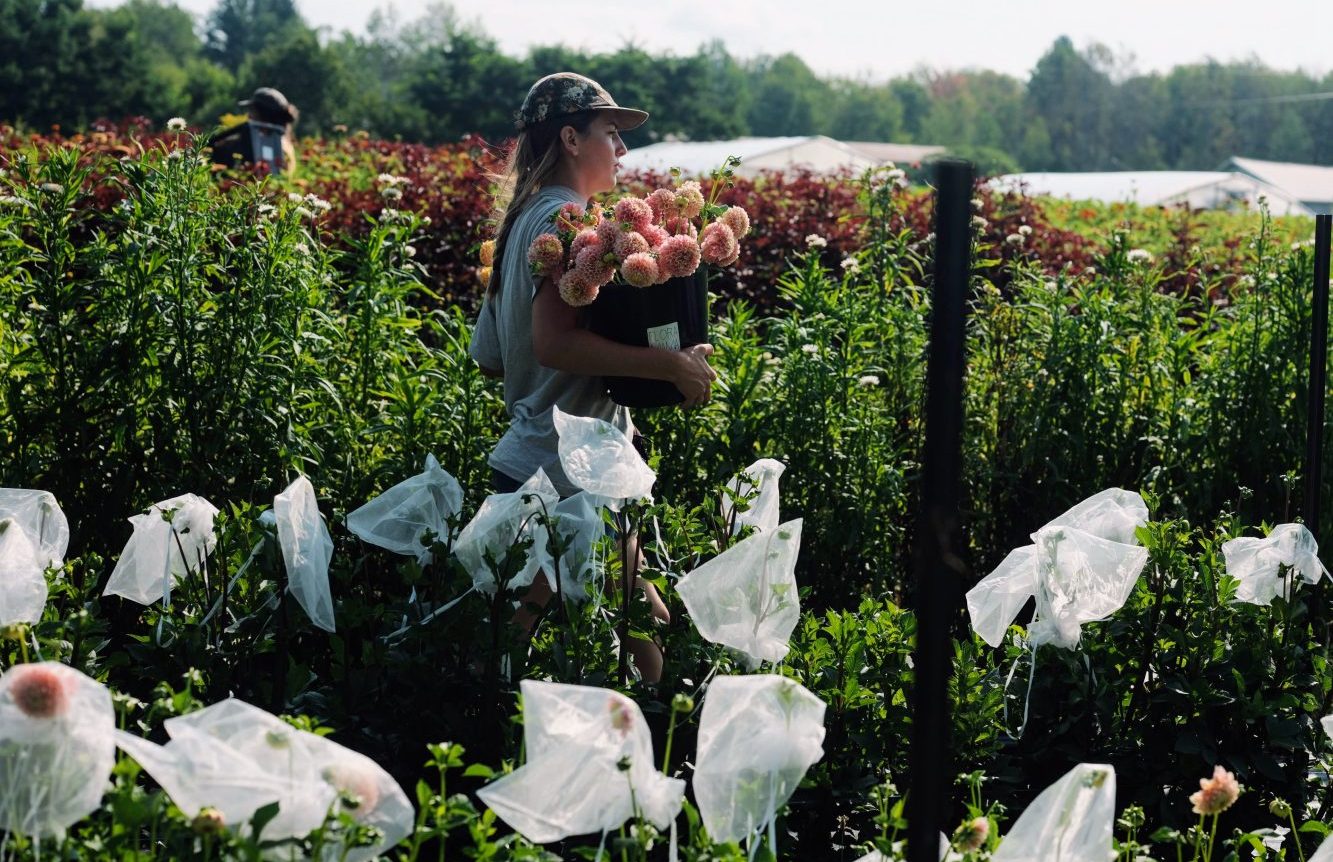 flower farm