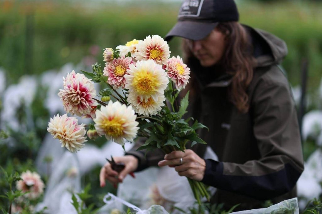 most prolific dahlia varieties