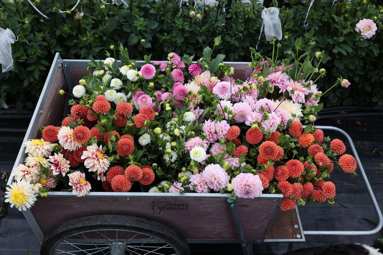 The most prolific dahlia varieties