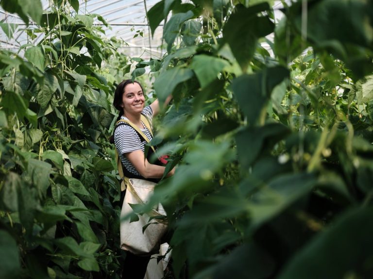 Greenhouse guide, learn how to grow exceptional yields in your greenhouse