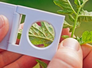 Qu'est-ce que les tétranyques et quels dommages causent-ils ?