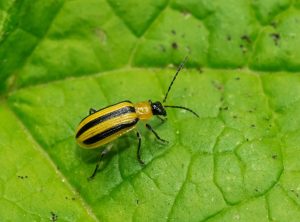 Qu'est-ce que les chrysomèles rayées du concombre et quels dommages causent-elles ? 