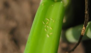 Qu'est-ce que les thrips et quels dommages causent-ils ? 