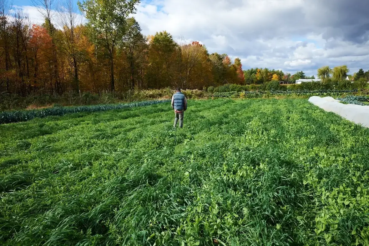 best cover crop for a vegetable garden