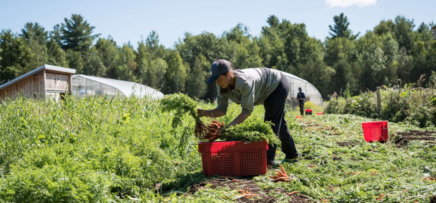 Fast Growing Vegetables_farming courses Fast Growing Vegetables_farming courses
