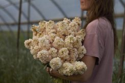 abonnement-floramama